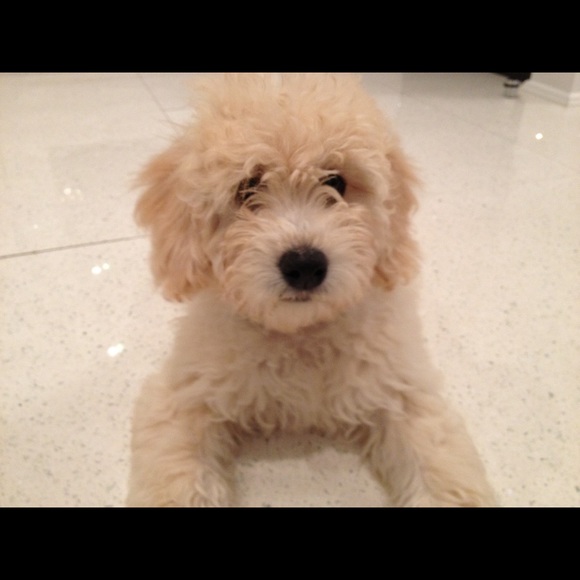 Meet your Posher, Barbara - Picture 1 of 1